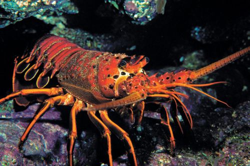 Crayfish Unit